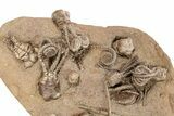 Plate of Eleven Alien-Looking Jimbacrinus Crinoids - Australia #262405-2